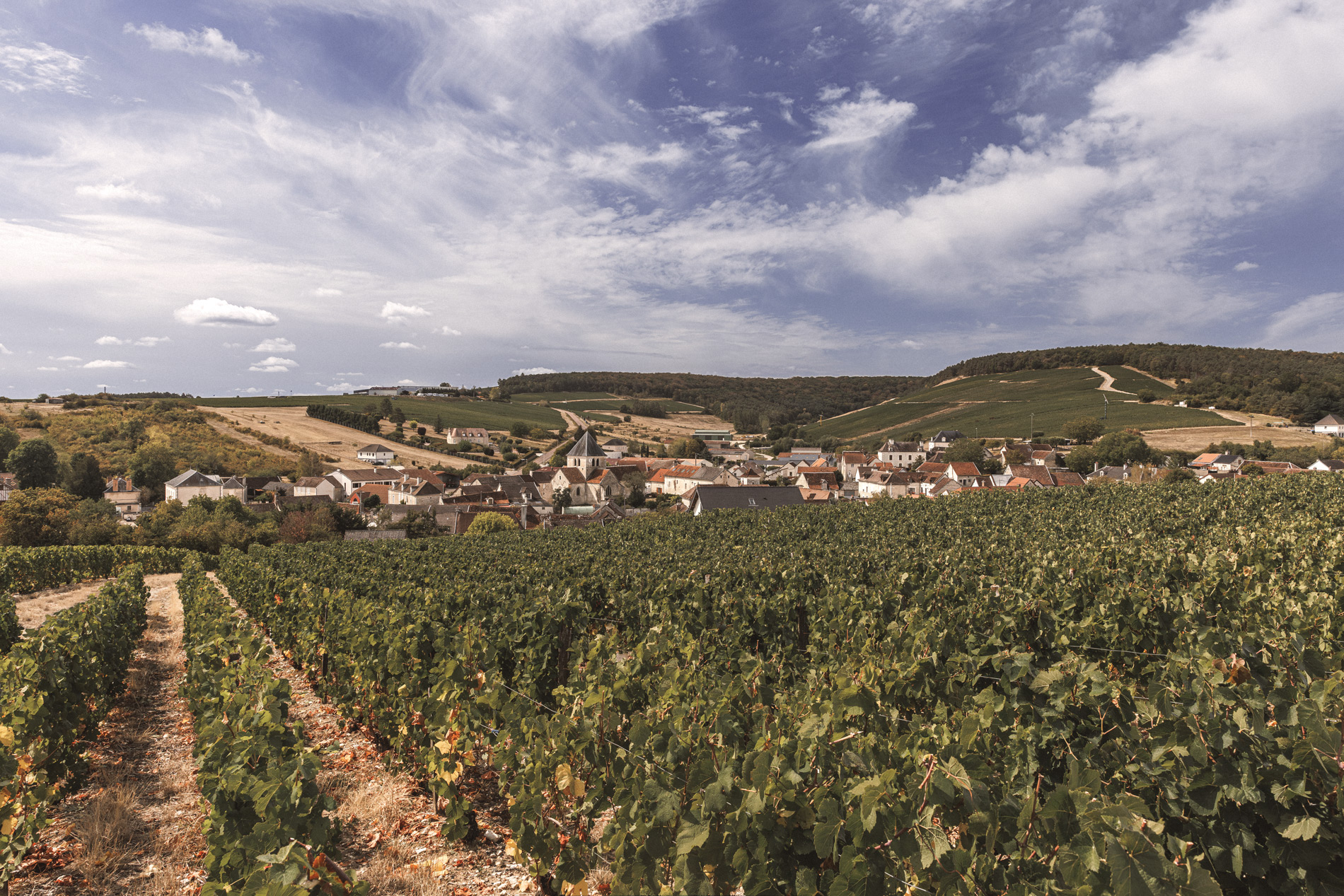 Grappe de Pinot Noir dans le vignoble Champagne Treuffet