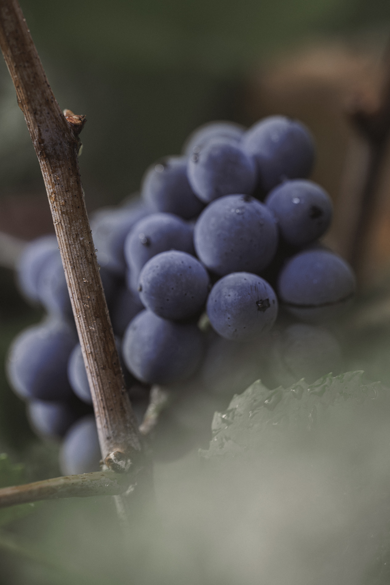 Vignoble de Balnot-sur-Laignes