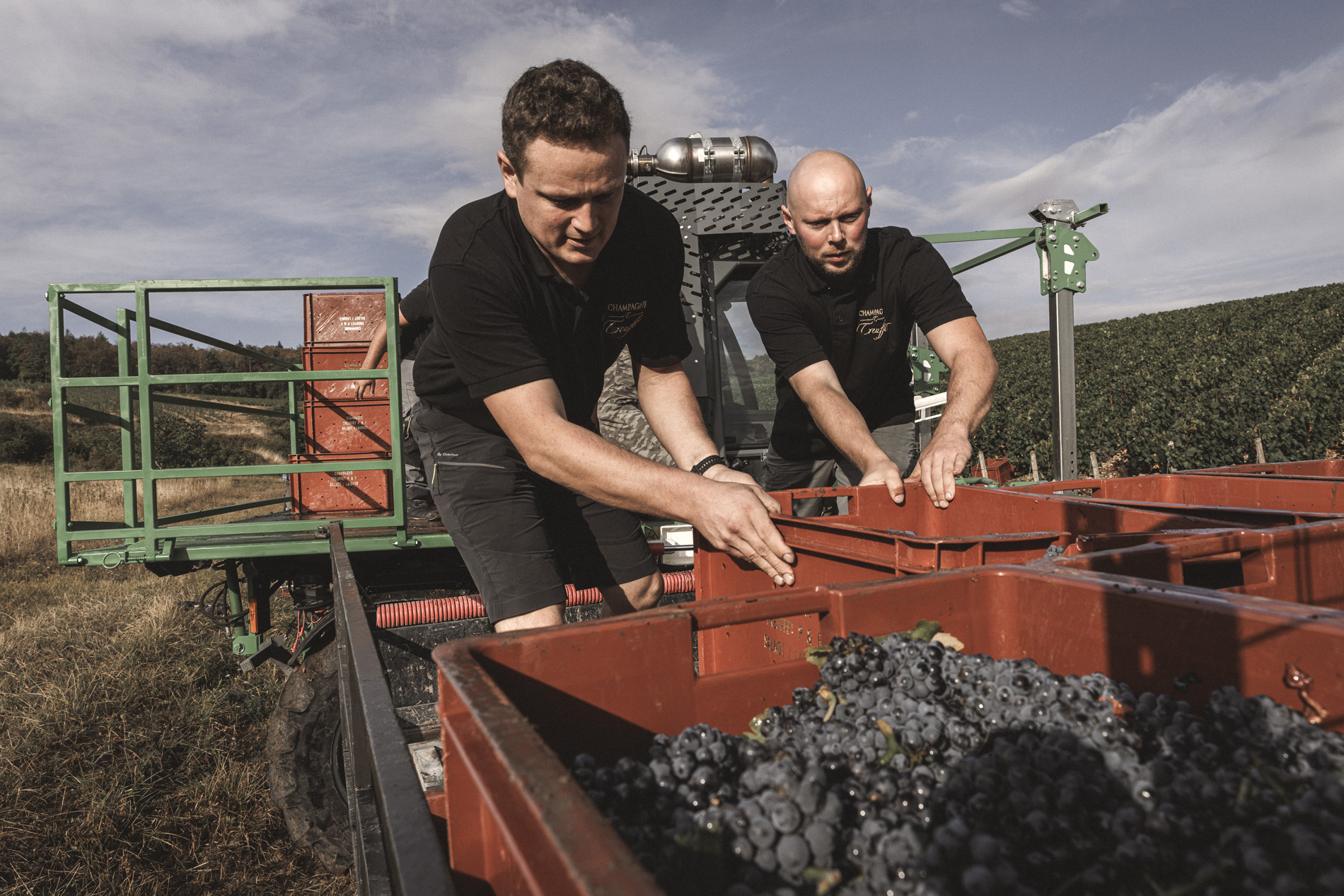 Les vendanges au domaine Champagne Treuffet