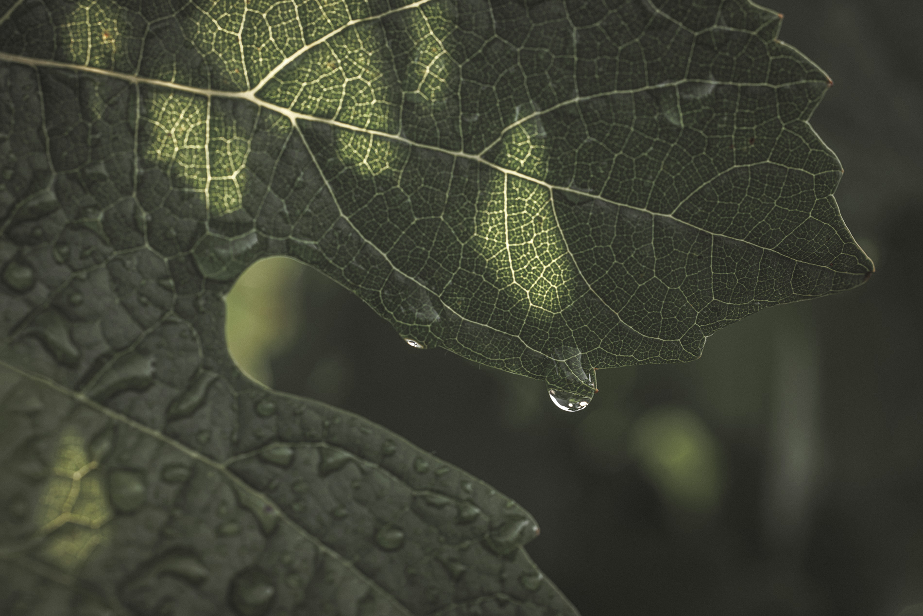 Feuille de vigne après la pluie