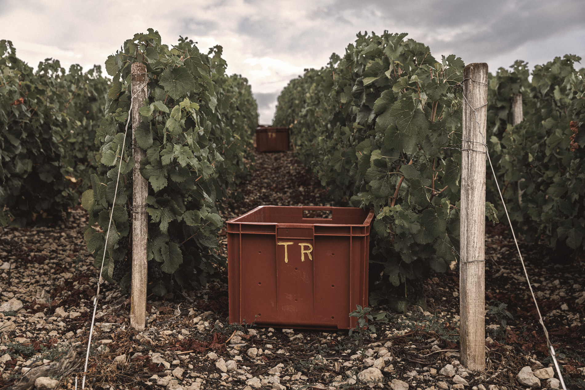 Le vignoble Champagne Treuffet